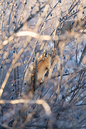 Winter Animals - Jan 2025