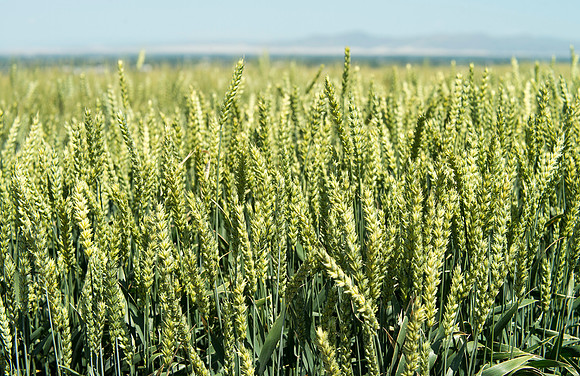 Ag students get the opportunity to show off their wheat crops during Ag Days.