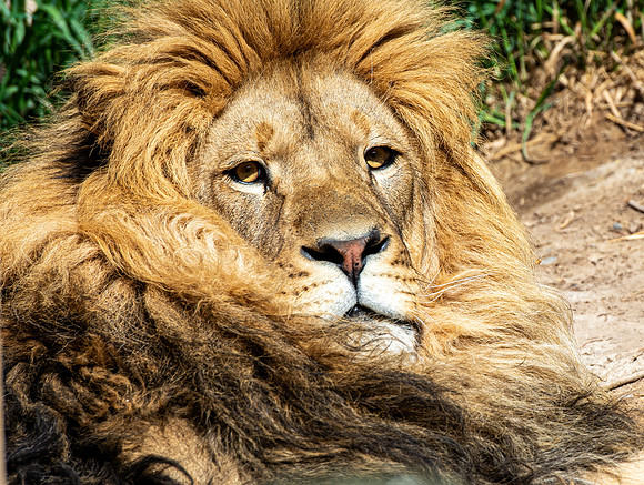 Tautphaus Park Zoo - May 2021
