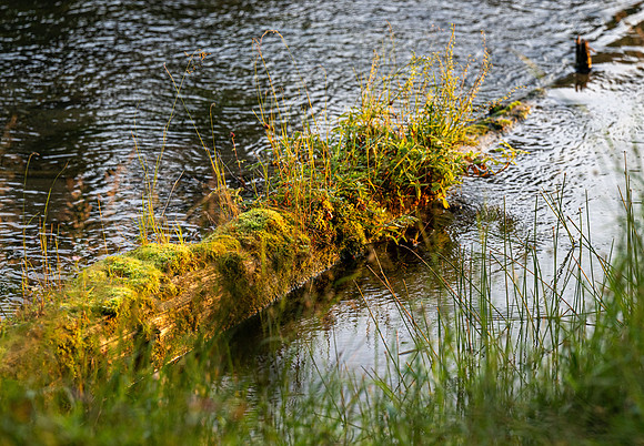 Photo excursion, hike along the river to Coffee Pot rapids.
