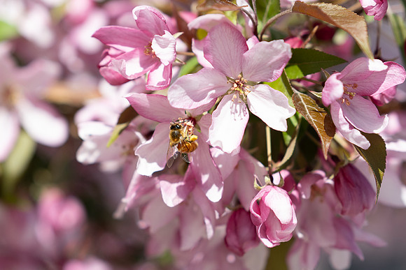 Flowers and Bees - May 2025