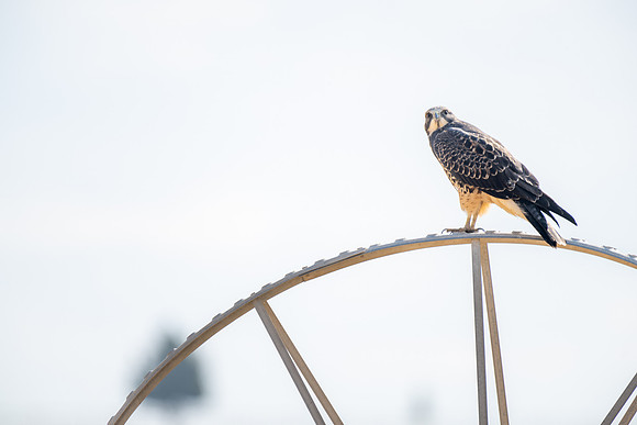 Hawks and smoke - Aug 2025