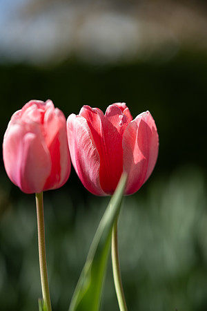 Campus Spring - May 2025