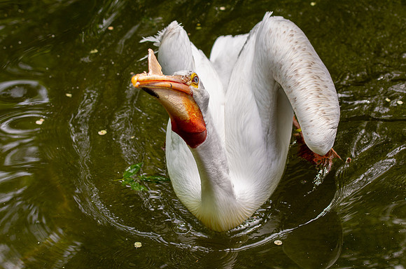 Tautphaus Park Zoo - May 2021