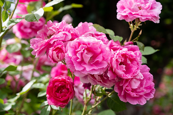 Campus Flowers - June 2025