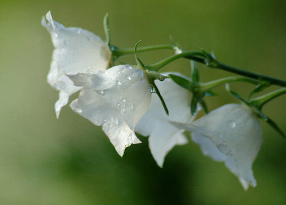 White Bell Flowers