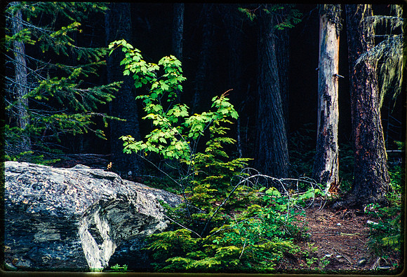 Glacier National Park - June 1995