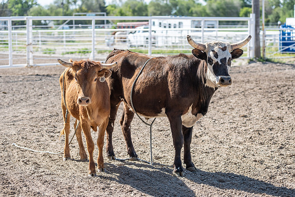SpringFest Rodeo - June 2025