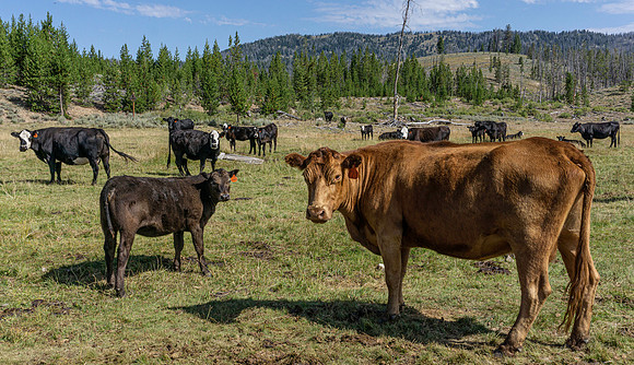 Various landscapes in central Idaho along a well known bikepacking route.