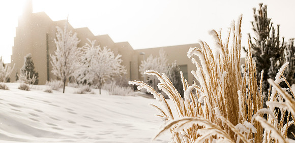 Winter frost settles on the trees and bushes in front of the Taylor Building.