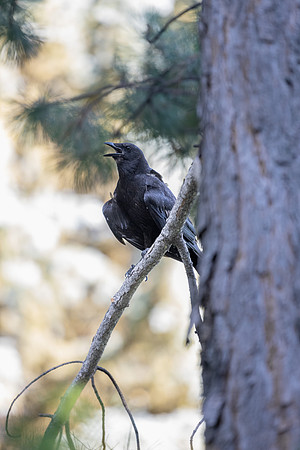 Ricks Gardens Birds - July 2024