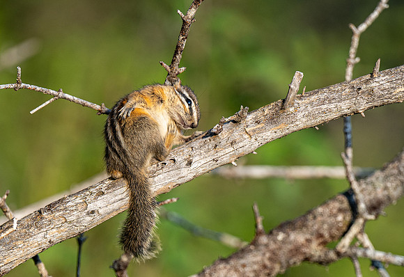 Photo excursion, hike along the river to Coffee Pot rapids.
