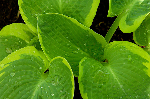 Garden Leaves