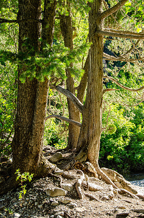 Photo Excursion: hike to Lower Palisades Lake.