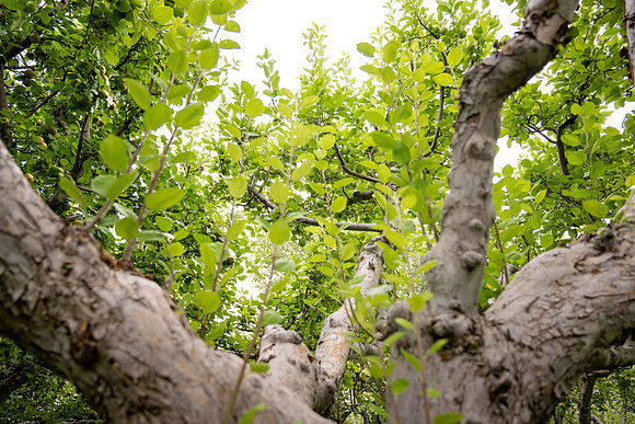 Apple Orchards - Aug 2025