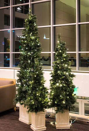 Christmas lights around campus help bring in the holiday cheer.