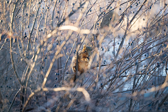 Winter Animals - Jan 2025