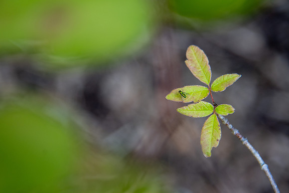 Fly on a plant in the Ricks Gardens
