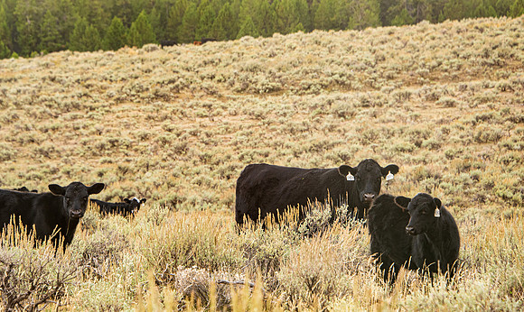 Cows: Sunday drive up into the hill East of Rexburg.