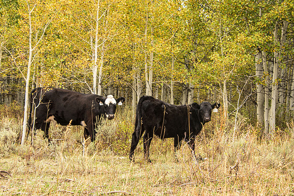Cows: Sunday drive up into the hill East of Rexburg.