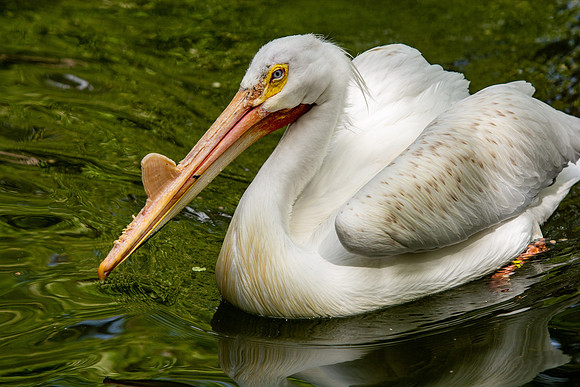 Tautphaus Park Zoo - May 2021