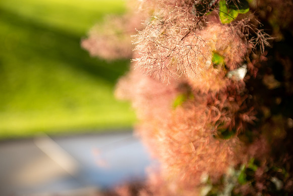 Campus Nature in the Morning - Aug 2025