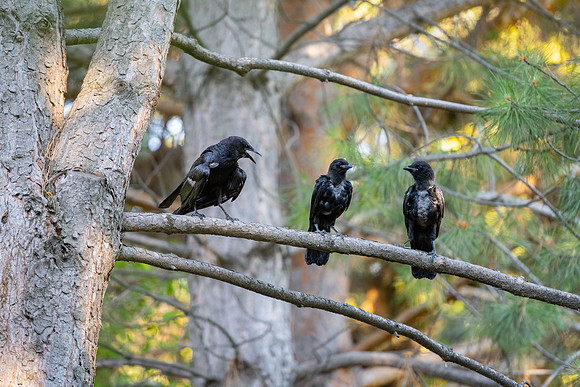 Crows in the Ricks Gardens trees