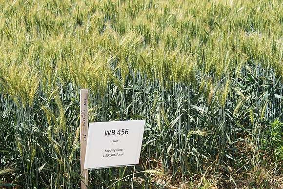 Ag students get the opportunity to show off their wheat crops during Ag Days.
