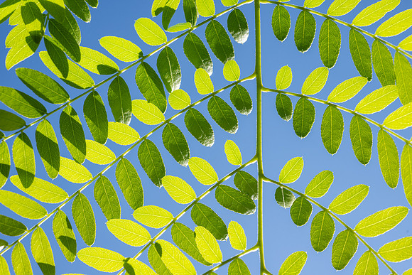 Campus Nature in the Morning - Aug 2025