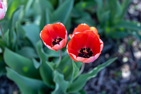 Flowers - May 2025