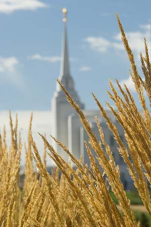 A view of the Rexburg temple from wheatgrass