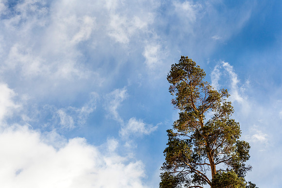 A Western Larch next to the Romney Building, stands out boldy against the sunsetting sky.
