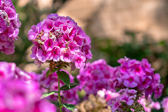 Flowers On Campus - Sept. 2025