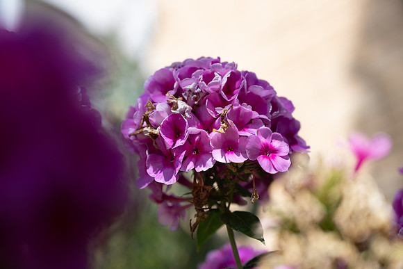 Flowers On Campus - Sept. 2025