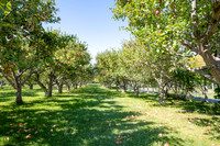 Apple Orchard - September 2025