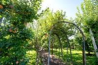 Apple Orchard - September 2025