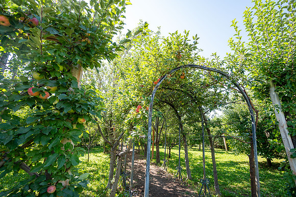 Apple Orchard - September 2025