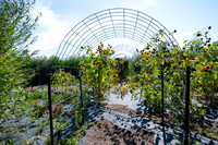 Apple Orchard - September 2025