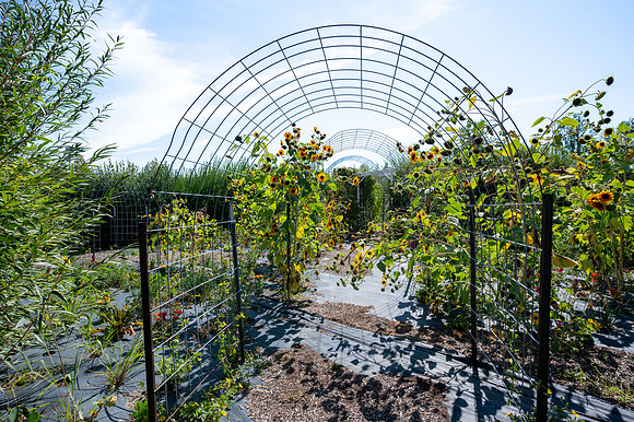 Apple Orchard - September 2025
