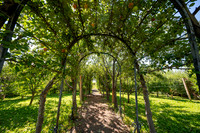 Apple Orchard - September 2025