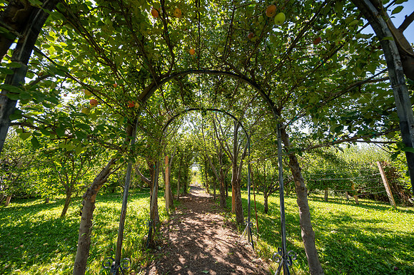 Apple Orchard - September 2025