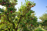Apple Orchard - September 2025