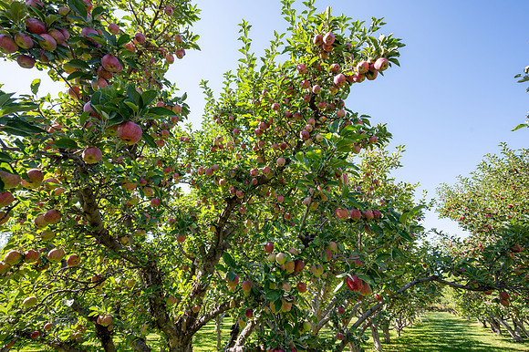 Apple Orchard - September 2025