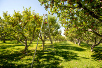 Apple Orchard - September 2025