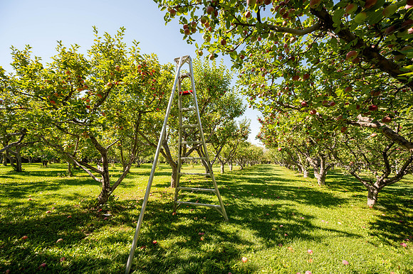 Apple Orchard - September 2025