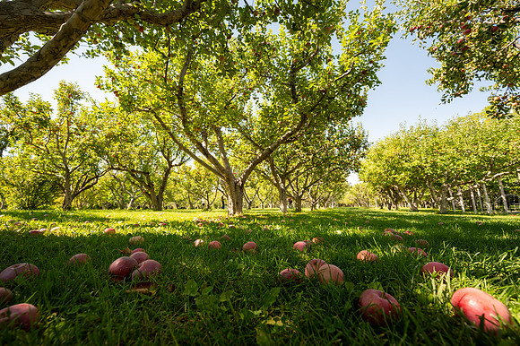 Apple Orchard - September 2025