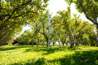 Apple Orchard - September 2025