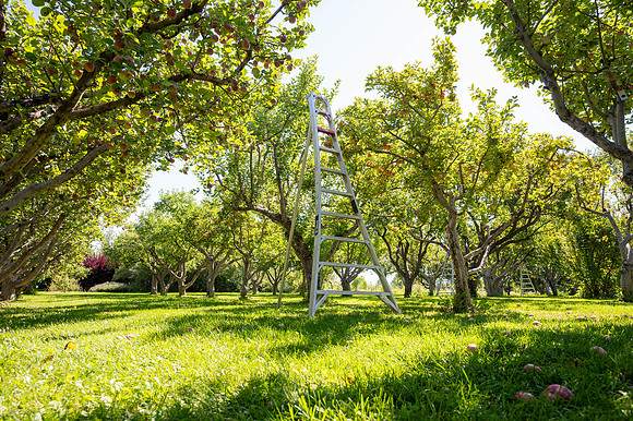 Apple Orchard - September 2025