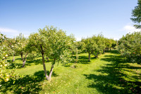 Apple Orchard - September 2025