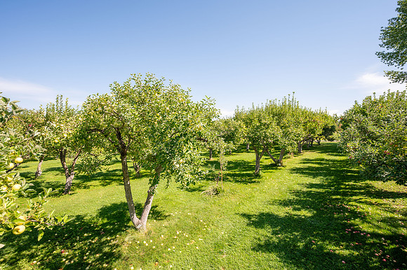 Apple Orchard - September 2025